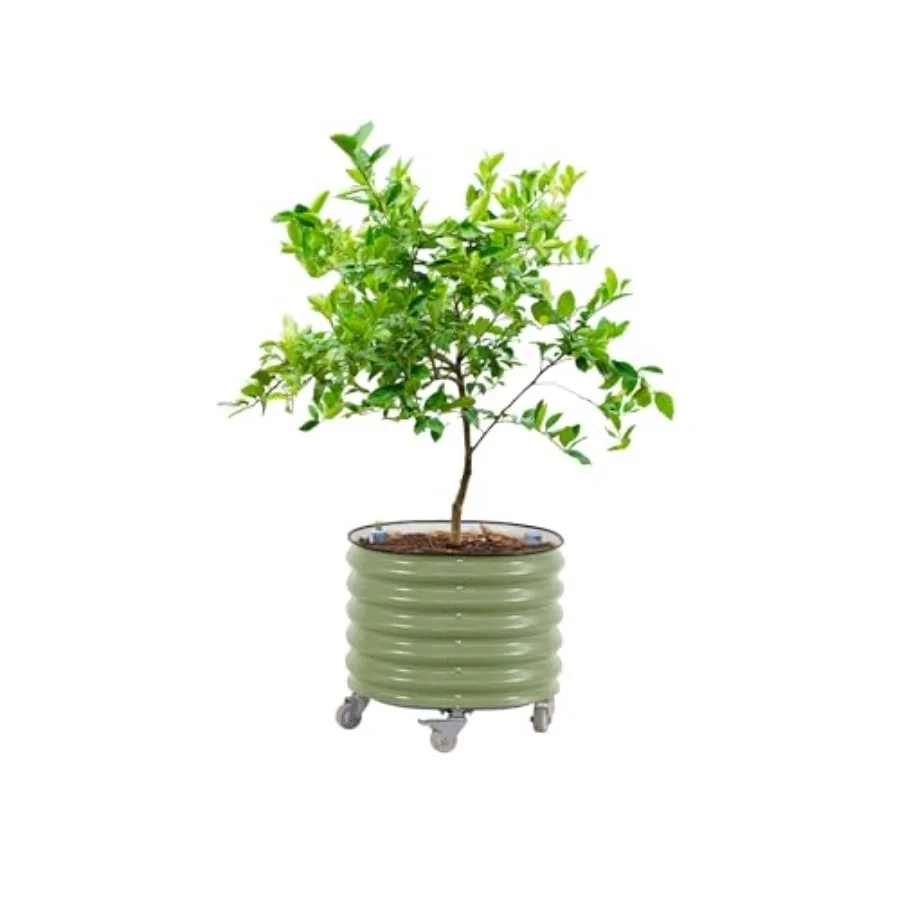 Vaso de plantio para cítricos  - Self-Watering Planter avaliação e preço